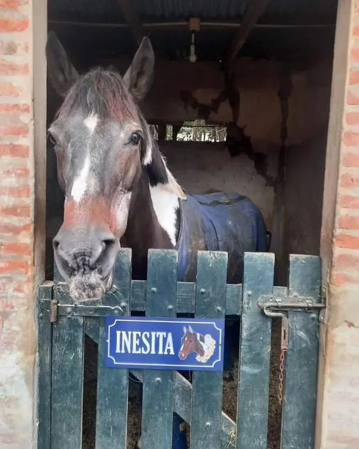 Imagen de la galería n° 16