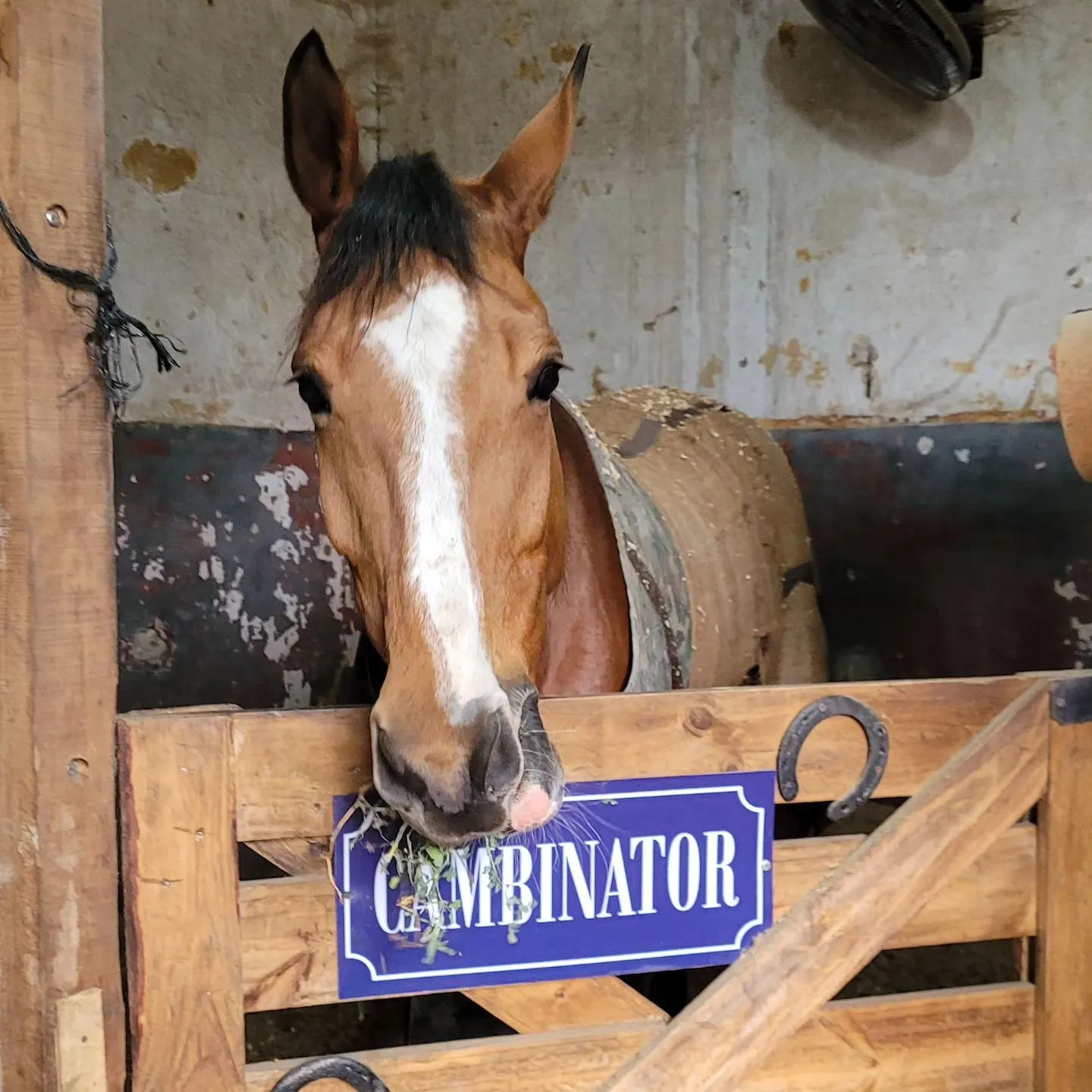 Imagen de la galería n° 21