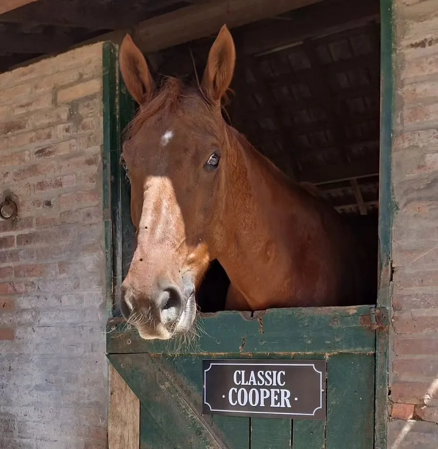 Imagen de la galería n° 23