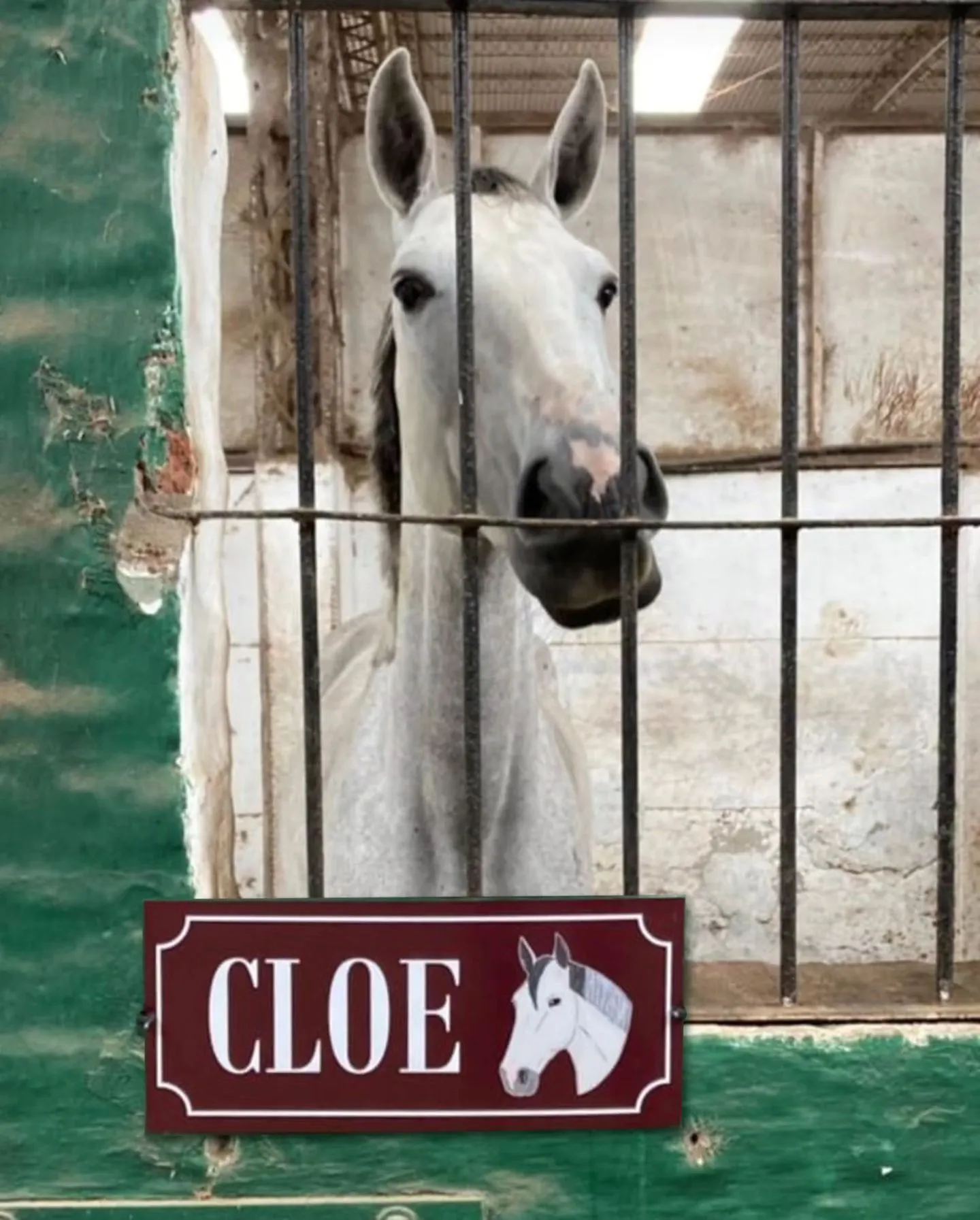 Imagen de la galería n° 27