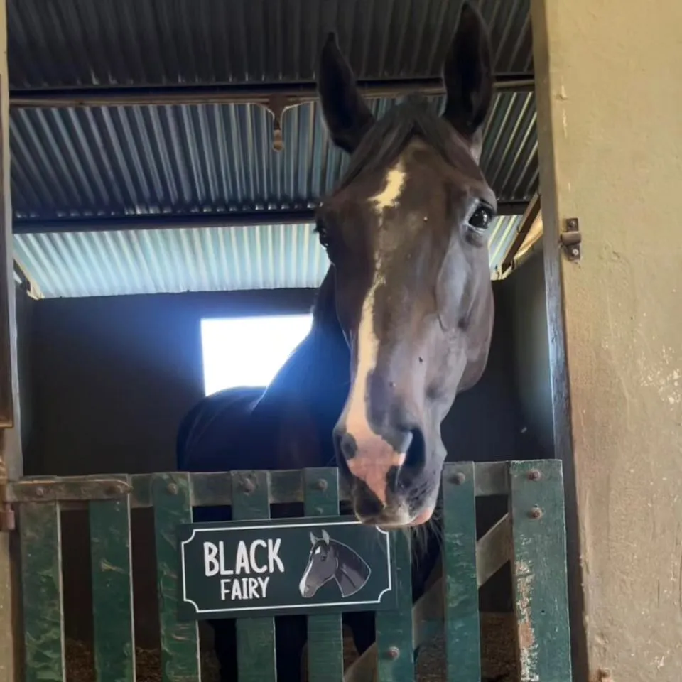 Imagen de la galería n° 30