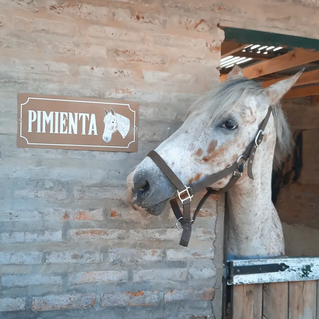 Imagen de la galería n° 45