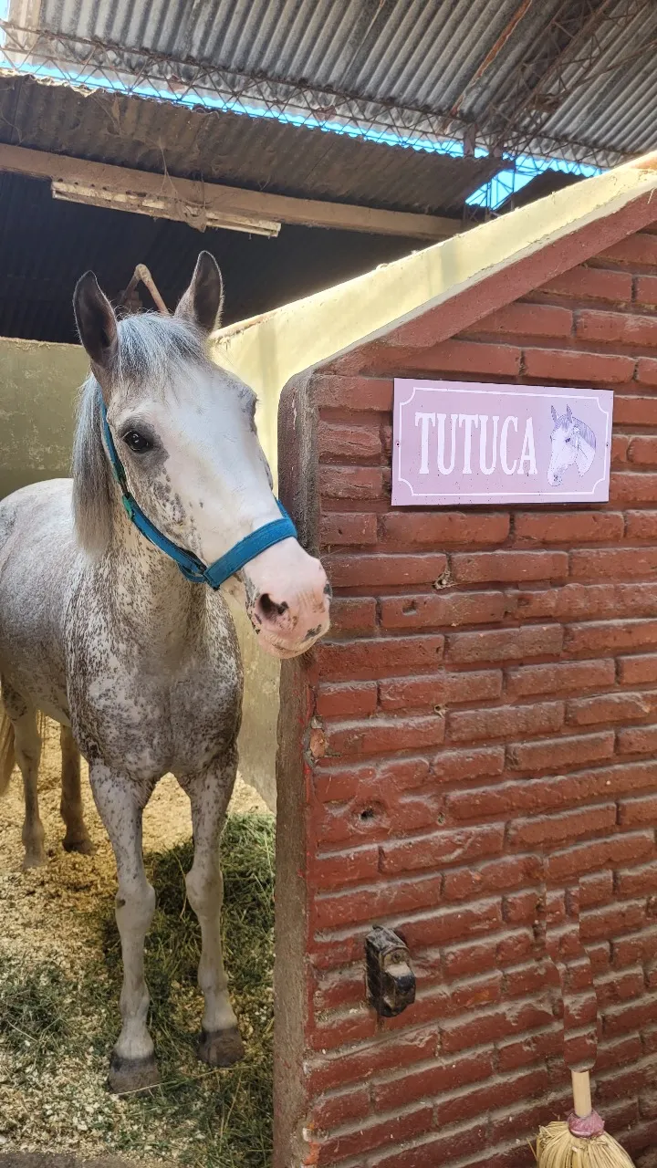 Imagen de la galería n° 51