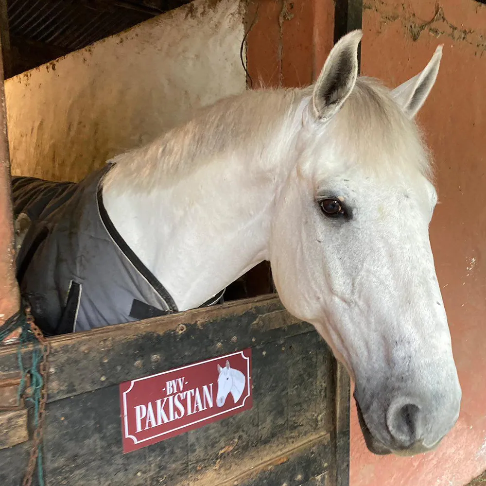 Imagen de la galería n° 34