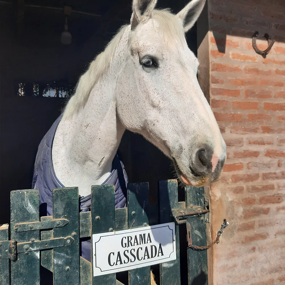 Imagen de la galería n° 36