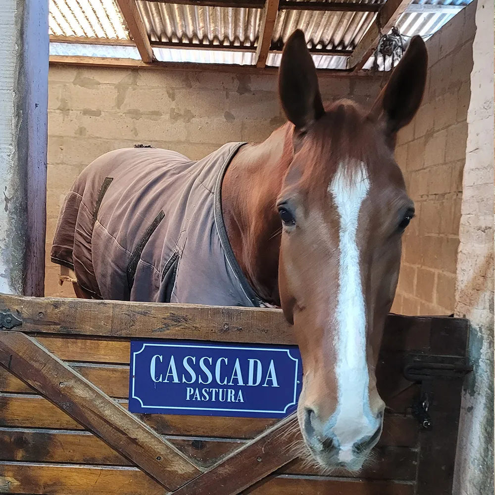 Imagen de la galería n° 38