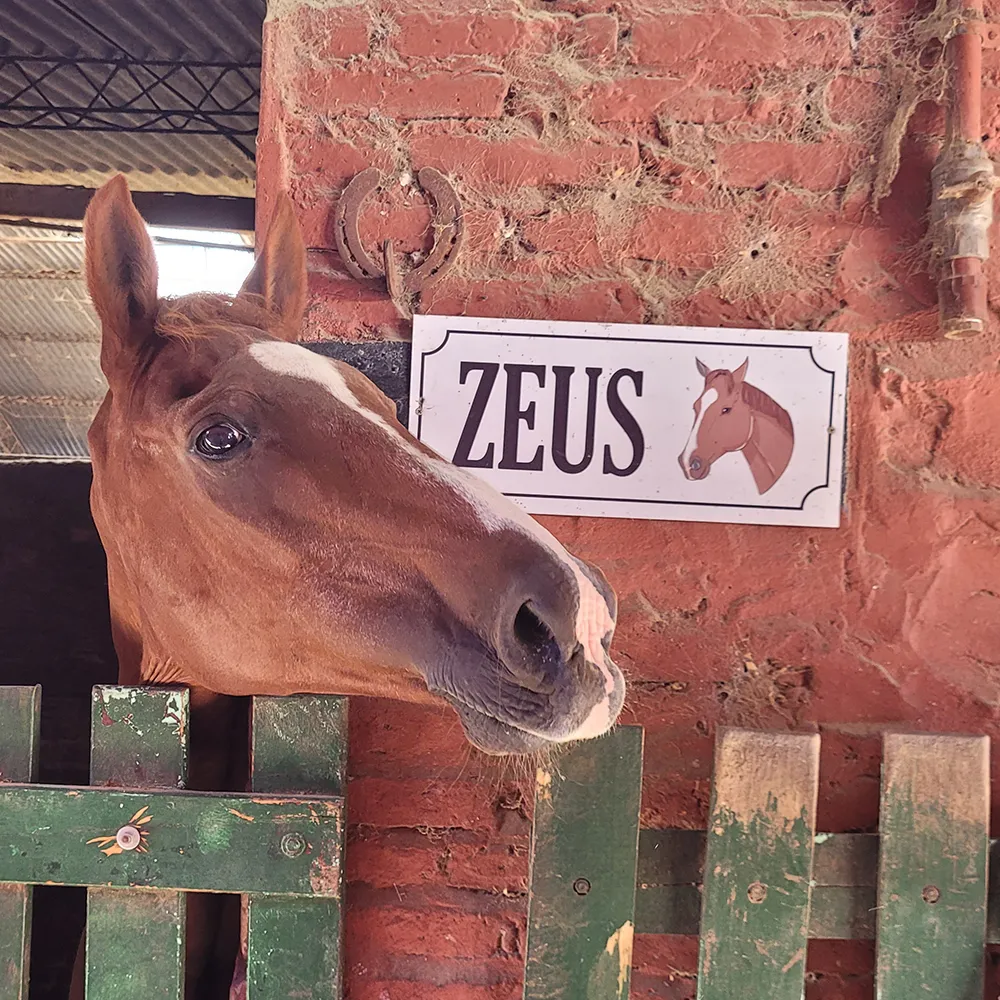 Imagen de la galería n° 39