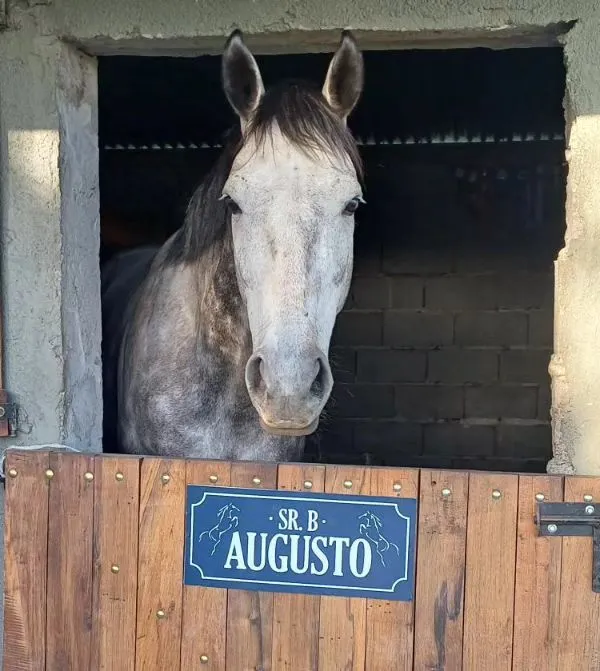 Imagen de la galería n° 29