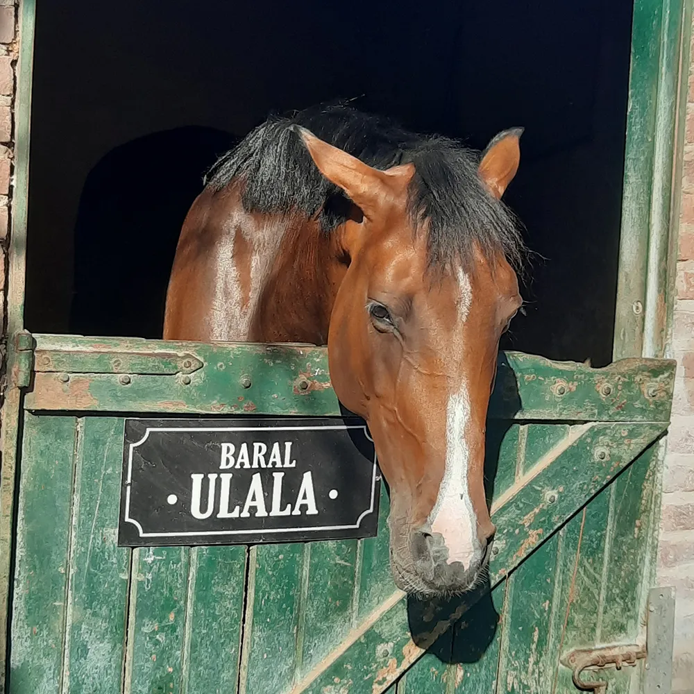 Imagen de la galería n° 37